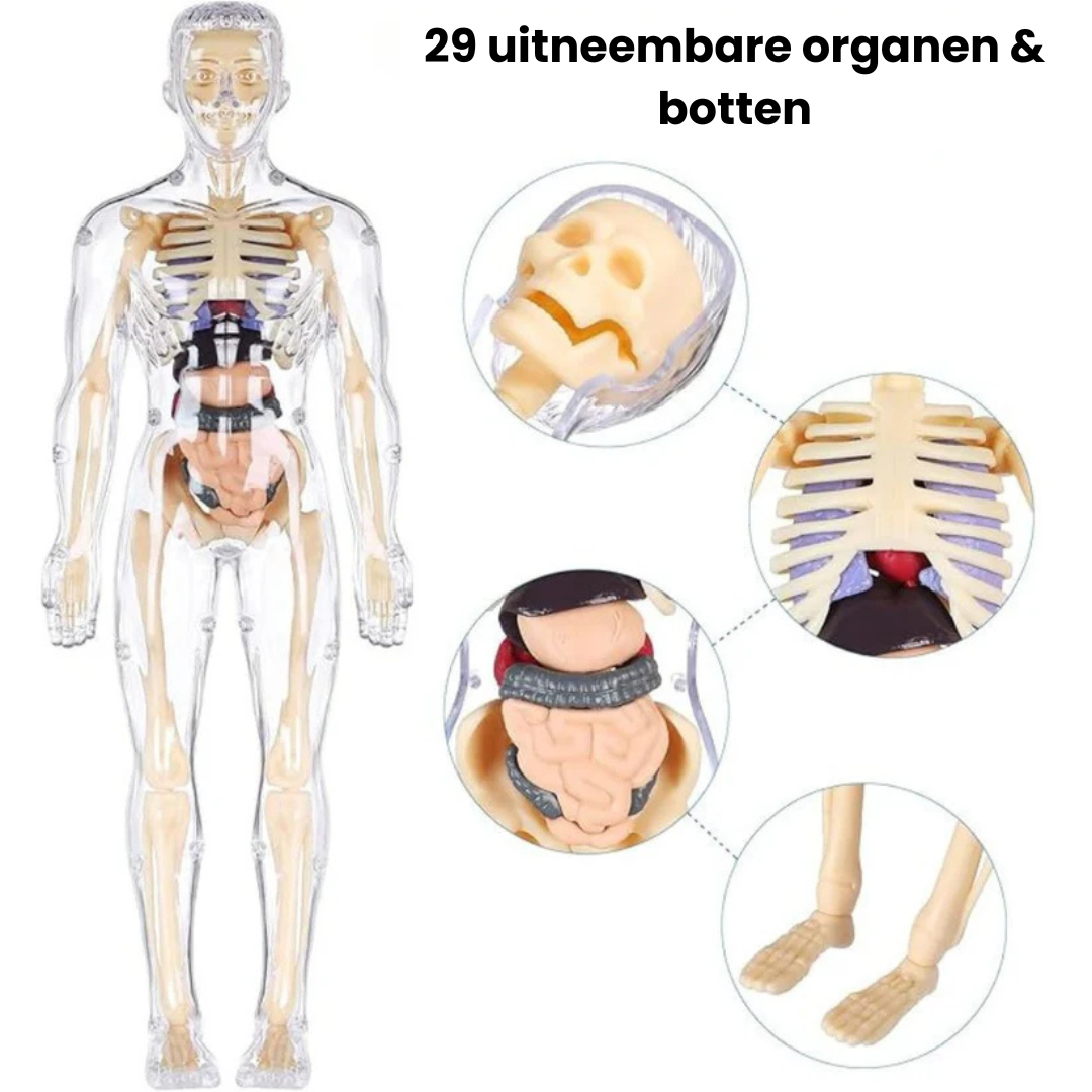 MiniMens® | Leerlijk model van het menselijk lichaam voor kinderen