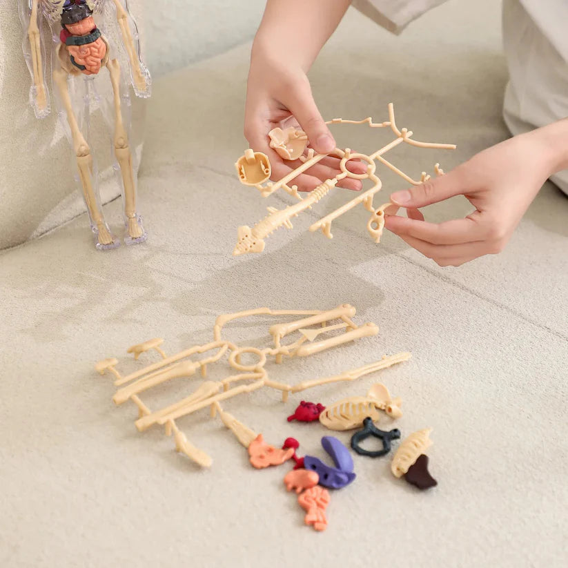 MiniMens® | Leerlijk model van het menselijk lichaam voor kinderen